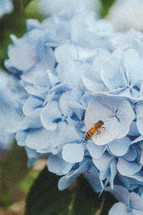 a bee on blue hydrangeas 