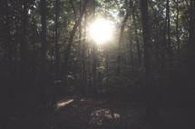 sunburst in a forest 