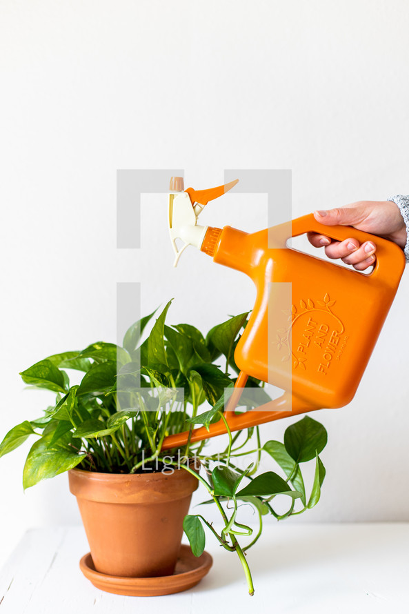 watering can and houseplant 