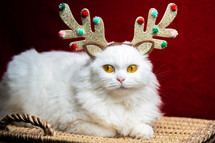 Portrait of a fluffy white cat in a Christmas decoration - deer horns and Santa Claus costume. New year, pets, animals meme concept. High quality photo