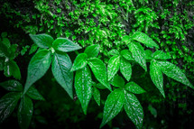 green leaves outdoors summer 