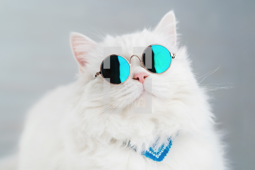 Portrait of highland straight fluffy cat with long hair and round sunglasses. Fashion, style, cool animal concept. Studio photo. White pussycat on gray background.