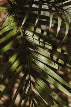 sunlight on palm leaves