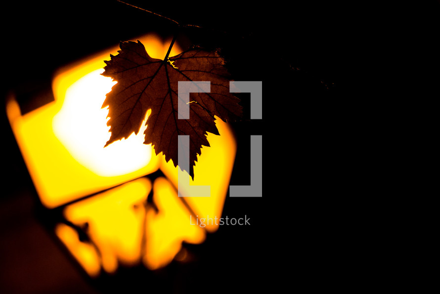 leaf and bright light 