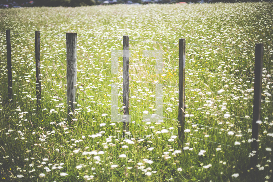 wildflowers and fence line 
