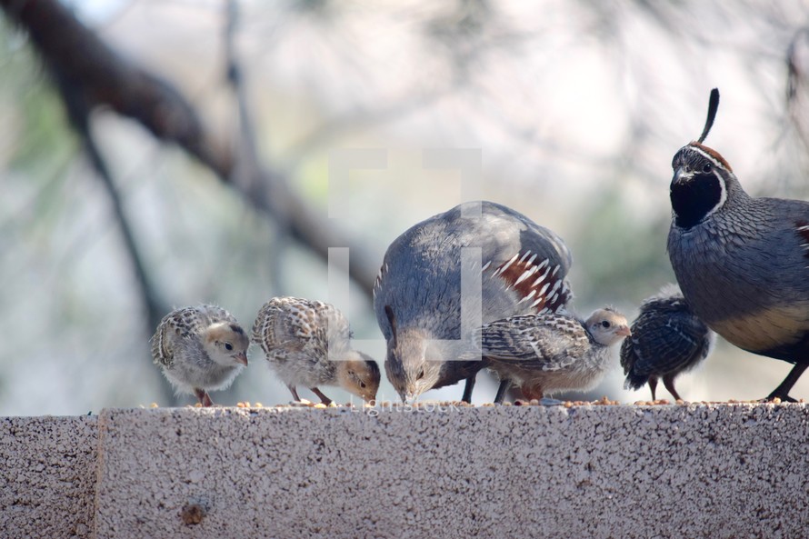 a quail family feeding on seed 