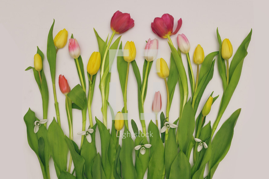 Tulips and snowdrops isolated on white paper background