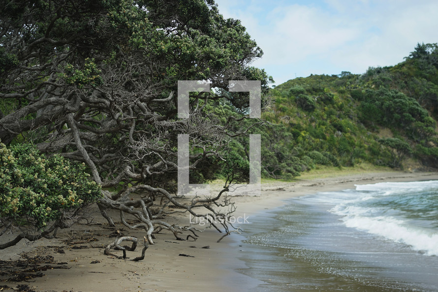 tree branches along a beach 