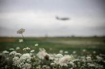 airplane taking off over a field of white flowers 