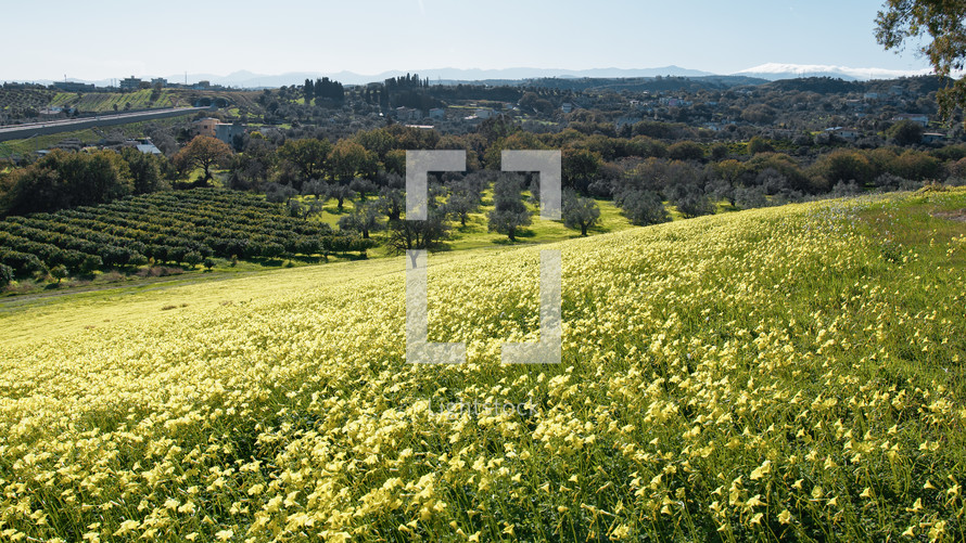 Spring With Yellow Sorrel Flowers In Nature Sicily Park