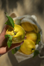 Holding a freshly picked lemon