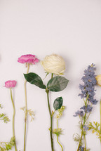flowers on a white background 