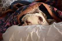 a bulldog snuggling under the covers in bed 