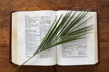 palm frond on the pages of a Bible 