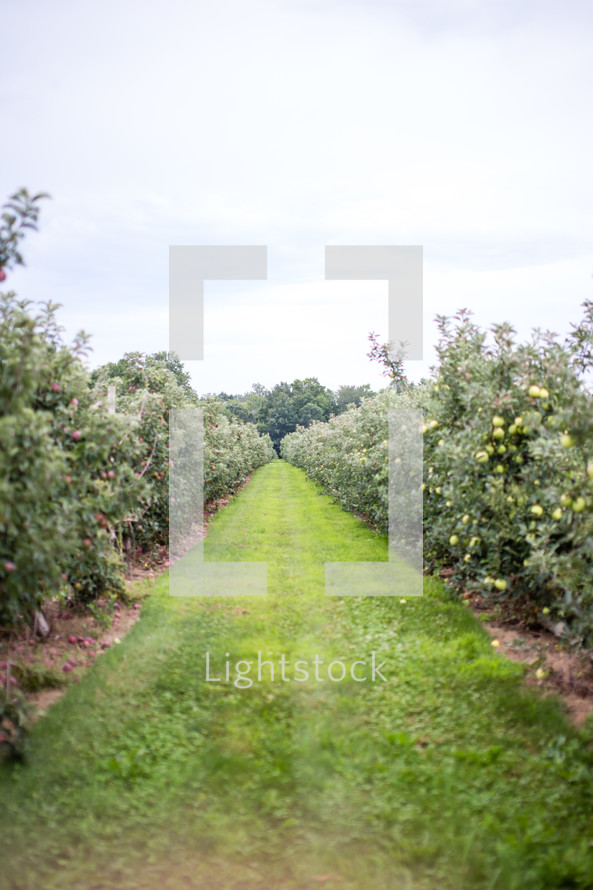 Grassy path through a fruit orchard.