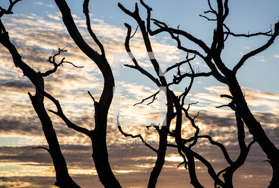 silhouette of bare tree branches at sunset 