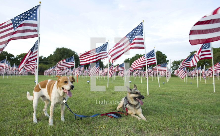 dogs in front of a Memorial day flag display 