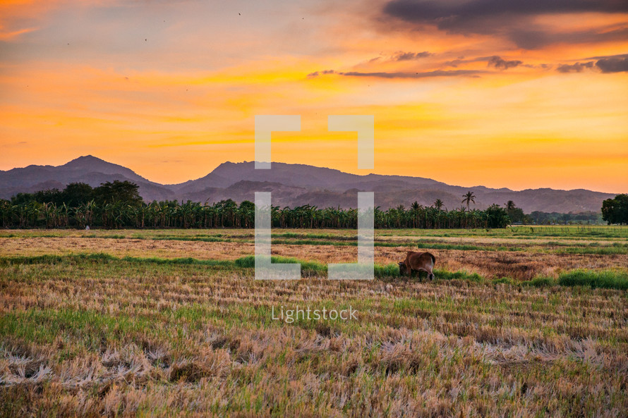 sunset landscape in the Philippines