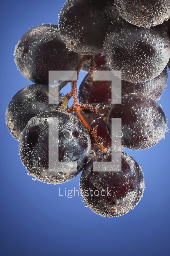 Grapes with bubbles on blue background