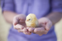 Holding a baby chick.