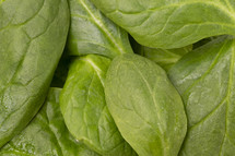 green spinach leaves 