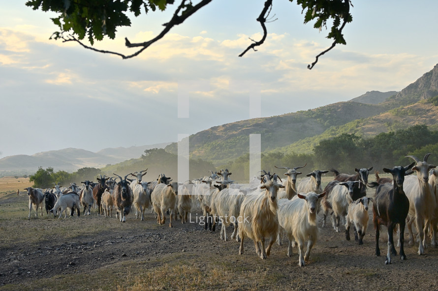 Goats on Road In Greci, Romania. Summer Sunset
