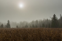 fog over a field of tall brown grasses 
