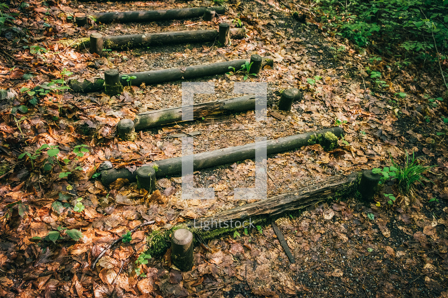 steps in a forest in Scotland 