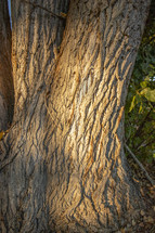 sunlight on a tree trunk 