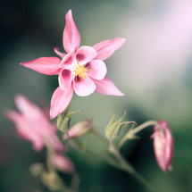 pink flower, aquilegia
