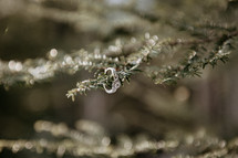 engagement ring on evergreen branches 