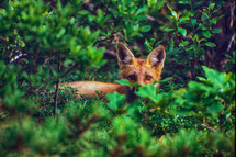 red fox hiding behind brush 