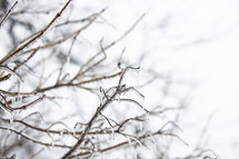 Ice on tree branches