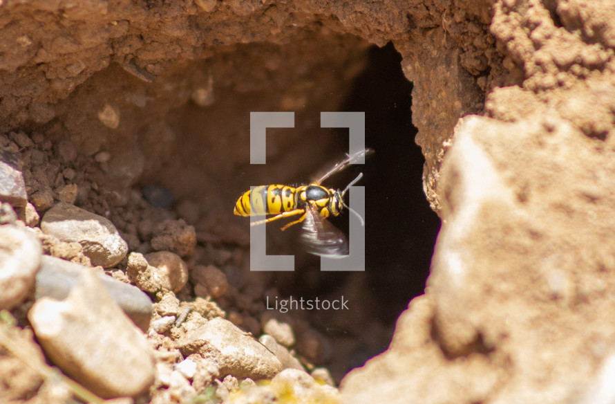 Wasp flies into hole in the dirt