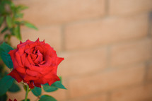 single red rose on a rose bush 