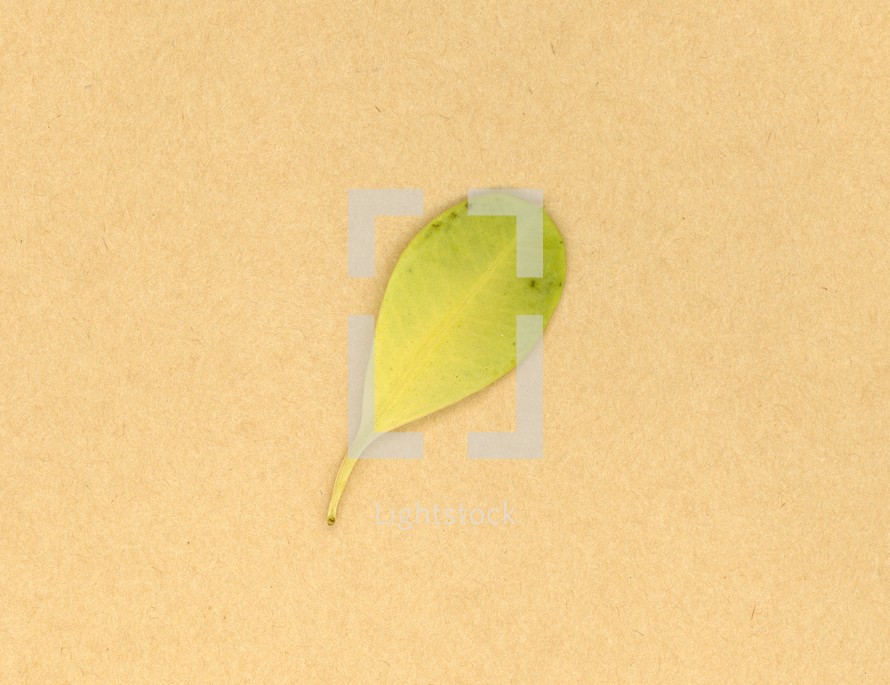 euphorbia aka crown of thorns (scientific name Euphorbia milii) plant leaf