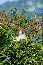 monkey in a tree 