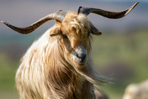 Big brown goat with big horns