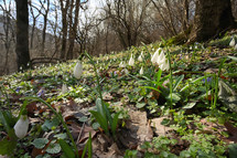 Snowdrops in morning spring forest