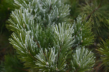winter pine texture 