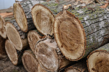 Wooden natural cut logs textured background, in a park