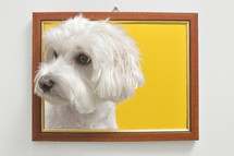 Maltese Dog In A Photo Frame
