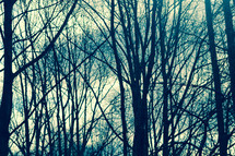 winter trees 