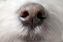 dog nose closeup 