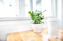 potted plant and coffee cup on a table by a window 