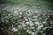 white flowers in a field 