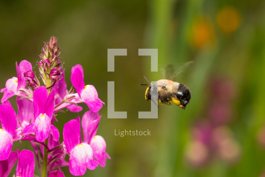 Bee flying to Snapdragon flower