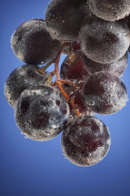 Grapes with bubbles on blue background
