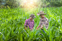  farmers in a corn field 