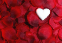 heart on rose petals 